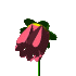 bred.gif