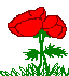 poppies.gif